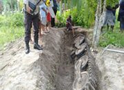 Viral Penemuan Tank Peninggalan Perang Dunia II yang Terkubur di Papua