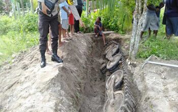 Viral Penemuan Tank Peninggalan Perang Dunia II yang Terkubur di Papua