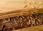 Pentingnya Menggunakan Jasa Pembasmi Rayap Profesional