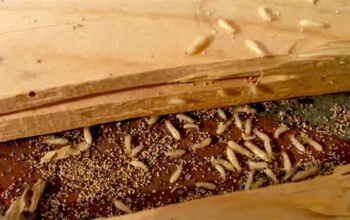 Pentingnya Menggunakan Jasa Pembasmi Rayap Profesional