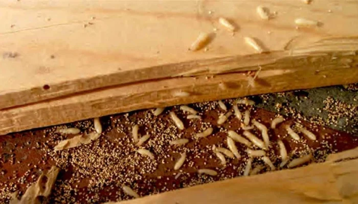 Pentingnya Menggunakan Jasa Pembasmi Rayap Profesional